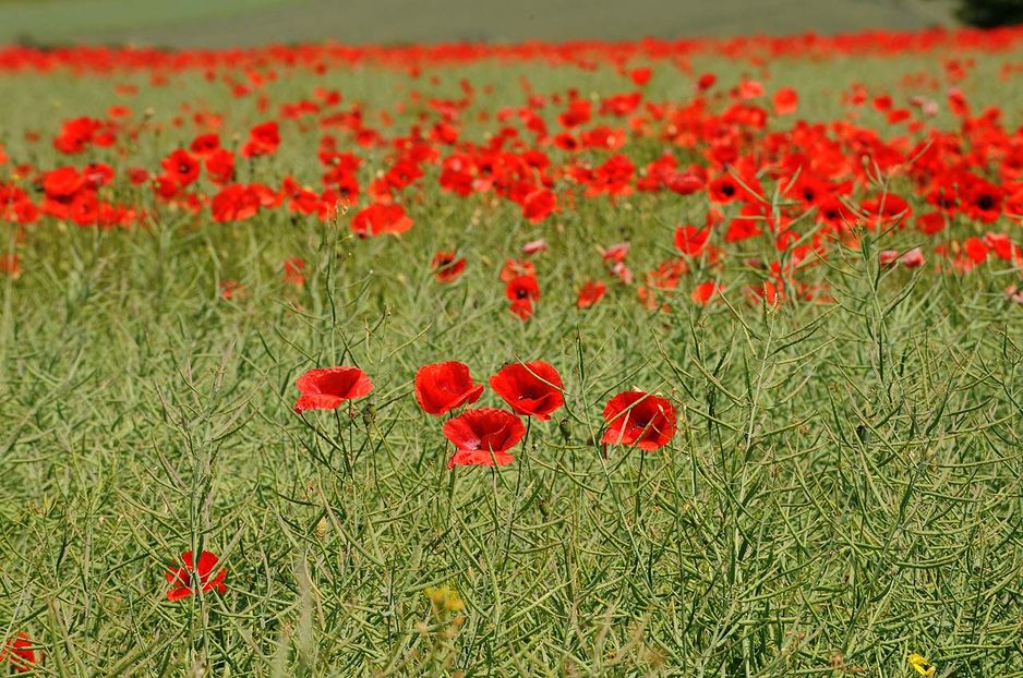 "Von Jahr zu Jahr säst du die Menschen aus; sie gleichen dem sprossenden Gras. Am Morgen grünt es und blüht, am Abend wird es geschnitten und welkt..." 